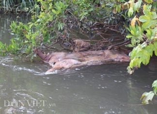Kinh hãi: Lợn chết bị vứt đầy suối ở Lâm Đồng, mới vớt được 100 con