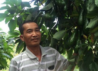 Lâm Đồng: Trồng giống bơ “mồ côi”, mỗi năm thu 6 tỷ