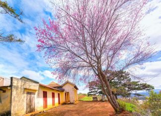 Đà Lạt vào top địa điểm du lịch mùa xuân đẹp nhất châu Á