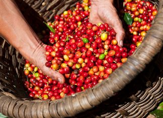 Ngày 18/4: Giá cà phê tiếp tục chìm sâu