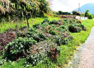 Lâm Đồng: Nhiều nhà vườn phải nhổ bỏ hoa cúc vì dịch bệnh