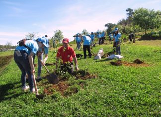 Trồng 100 cây mai anh đào cho Đà Lạt thêm xanh