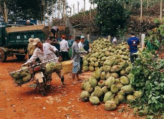 Lâm Đồng: Đầu mùa, giá sầu riêng Đạ Huoai đạt ngưỡng 60 ngàn đồng/kg