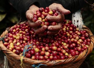 Lâm Đồng: Sáng ngày 8/5, giá cà phê giảm sốc