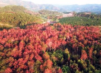 Thủ tướng yêu cầu xác minh, làm rõ vụ đầu độc hơn 10 ha thông rừng tại Lâm Đồng