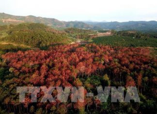 Lâm Đồng: Ngàn cây thông rừng gần 20 năm tuổi chết đứng vì bị hạ độc