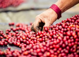 Lâm Đồng: Giá cà phê ngày 10/05 bất ngờ tăng mạnh trở lại