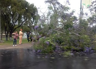 Đà Lạt: Cây phượng tím đầu dòng phía trước Thuỷ Tạ bị mưa gió quật đổ