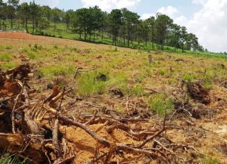 Tiếp tục xảy ra nhiều vụ phá rừng thông để chiếm đất ở Lâm Đồng