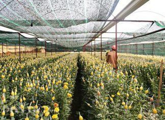 Lâm Đồng: Người trồng hoa “hoa mắt” nhìn giá điện tăng phi mã