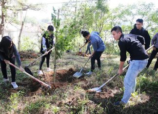Đà Lạt trồng 6.000 cây thông và mai anh đào trong ngày sinh nhật Bác