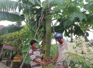 Lâm Đồng: Ùn ùn kéo nhau tới xem buồng chuối hơn 100 nải dài gần 2m