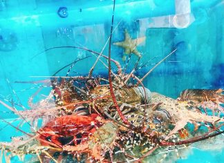 Nhà hàng hải sản Đà Lạt Golf – “vựa hải sản” tươi ngon ngay giữa lòng phố núi