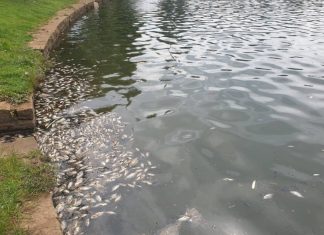 Cá chết bốc mùi hôi thối nổi đầy hồ Bảo Lộc