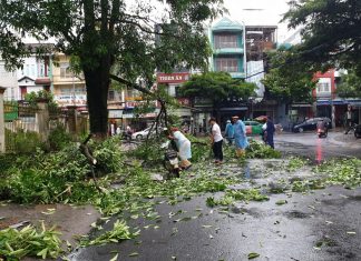Bảo Lộc: Gió giật mạnh làm cây xanh gãy đổ đầy đường
