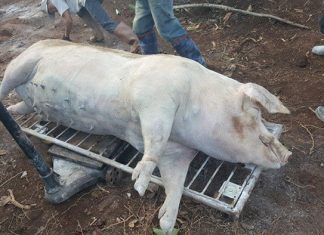 Lâm Đồng: Phát hiện ổ dịch tả lợn Châu Phi đầu tiên