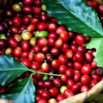 gia-ca-phe-arabica