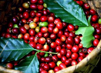 Giá cà phê hôm nay 6/6: Giảm sốc 1.400 đồng/kg