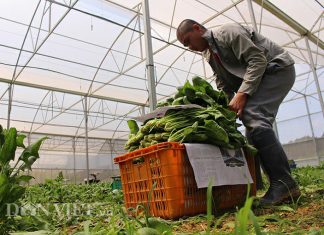 Đà Lạt: Chỉ sau vài trận mưa, giá rau xanh đã tăng gấp đôi