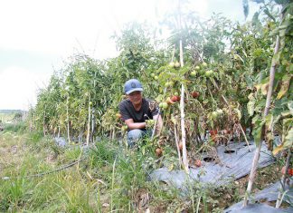 Lâm Đồng: Xót xa hơn 3 ha cà chua chết rũ nghi bị kẻ xấu hạ độc