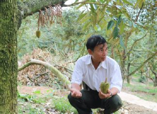 Lâm Đồng: Nhà vườn lo âu vì sầu riêng rụng trái non hàng loạt