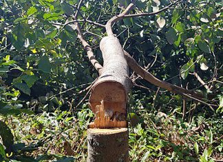 Đà Lạt: Hàng chục gốc bơ đang cho quả bị kẻ xấu cưa đứt ngang thân