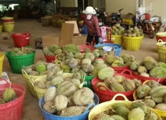 Lâm Đồng: Trung Quốc ngừng thu mua, giá sầu riêng giảm mạnh