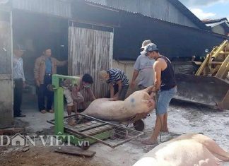 Lâm Đồng công bố dịch tả lợn Châu Phi, thực hiệp cấp bách 4 nội dung