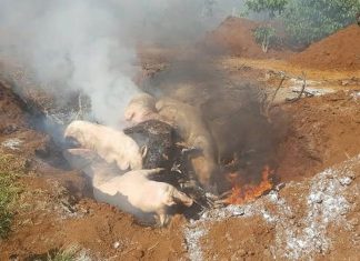 Lâm Đồng: Thêm ổ dịch tả lợn châu Phi mới, số lợn chết tăng nhanh