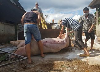 Lâm Đồng: 9 huyện thành có dịch tả lợn châu Phi, mất 16.361 con lợn