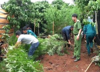 Lâm Đồng: Vườn cần sa xen lẫn trong rẫy cà phê