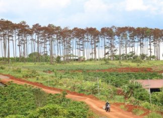 Rừng thông ở Lâm Đồng lại bị đầu độc, chết khô