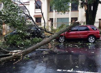 Bảo Lộc: Mưa lớn kèm gió lốc, cây xanh gãy đổ la liệt đè hư hỏng 3 ô tô