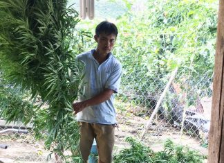 Lâm Đồng: Phát hiện hộ dân trồng 282 cây cần sa trong vườn cà phê