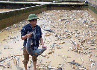 Lâm Đồng: Hàng trăm tấn cá tầm mất trắng sau mưa lũ