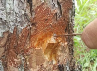 Hàng chục cây thông bị “đầu độc” ở Đà Lạt