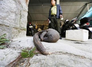 Kỳ lạ tê tê quý hiếm bỗng xuất hiện giữa Đà Lạt