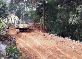 Lâm Đồng: Xẻ núi mở đường lên quần thể thông đỏ quý hiếm?