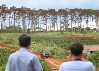 Lâm Đồng: Cán bộ ngân hàng thuê người huỷ hoại rừng thông để chiếm đất