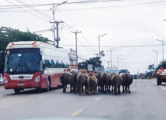 Lâm Đồng: Đàn trâu vô tư “dạo chơi” trên Quốc lộ