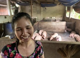 Đàn heo nhiễm dịch tả lợn châu Phi hết bệnh sau khi… ăn hèm rượu