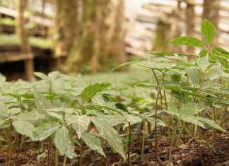 Lâm Đồng: Ồ ạt tìm cây giống với sâm Ngọc Linh