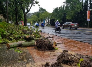Đà Lạt: Mưa kèm gió lớn, nhiều cây xanh gãy đổ