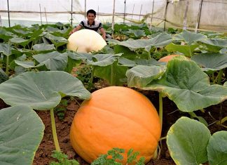 Đà Lạt: Choáng với bí ngô khổng lồ hơn 10 triệu đồng mỗi quả