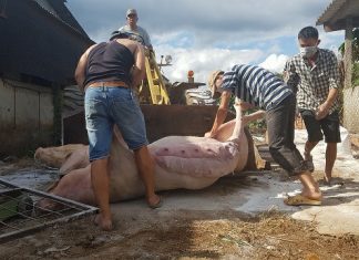 Bệnh dịch tả lợn châu Phi đã lây nhiễm ở Đà Lạt