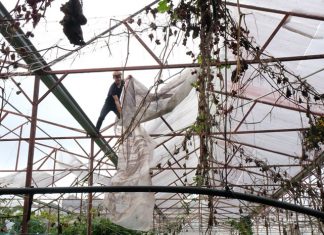 Tự tháo dỡ nhà kính, trả lại mảng xanh cho Ðà Lạt