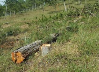 Thuê người cưa thông, lấn hơn 1.200m² đất rừng ở Đà Lạt