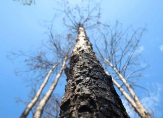 Xử lý trách nhiệm hàng loạt tập thể, cá nhân để xảy ra các vụ phá rừng lớn tại Lâm Đồng