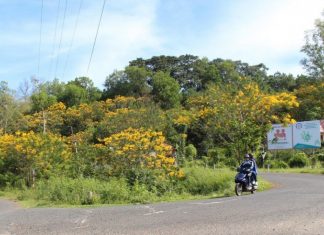 Muồng nhuộm vàng cả một góc trời Di Linh