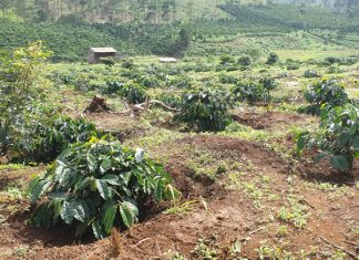 Lâm Đồng: “Phù phép” đất rừng 135